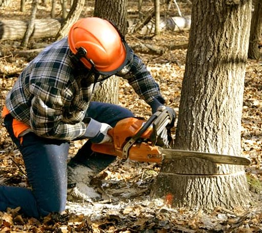 Tree Removal in Gilbert, LA